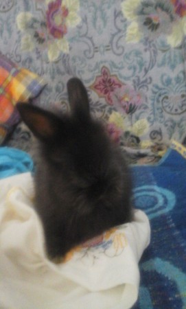 ADOPTADO