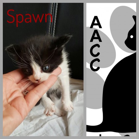 adoptado