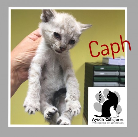 adoptado